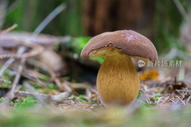 欧洲森林蘑菇 - 博莱图斯伊杜利斯 - 伊姆莱里亚巴迪亚 - 马龙